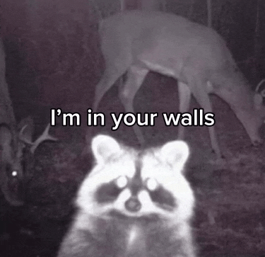 a raccoon standing in front of a deer with the words " i 'm in your walls "