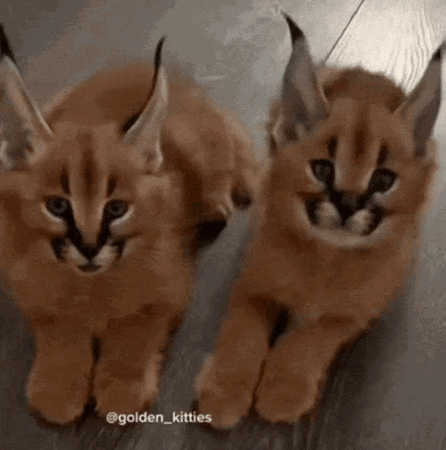 two caracal kittens are laying next to each other on the floor