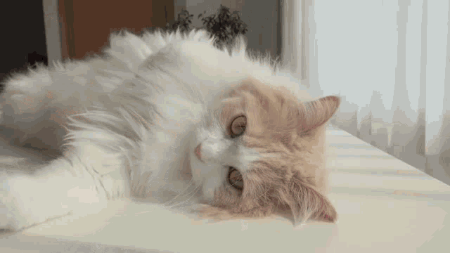 a fluffy white and orange cat laying on its back on a bed