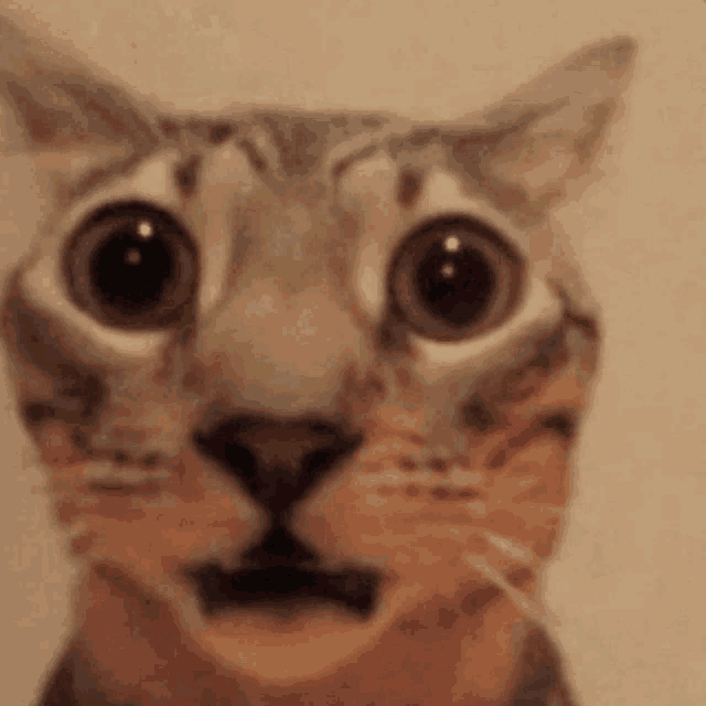 a close up of a cat 's face with big eyes .