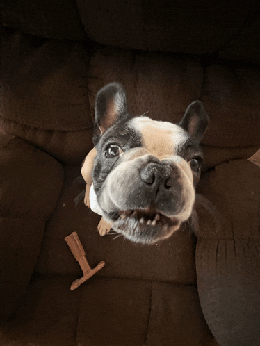 a dog sitting on a brown couch looking up