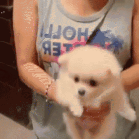 a woman holding a small white dog wearing a tank top that says hoffi