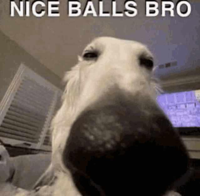 a close up of a dog 's nose with the caption `` nice balls bro '' .