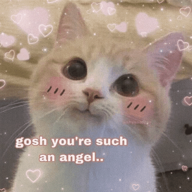 a cat with hearts and the words gosh you 're such an angel on it