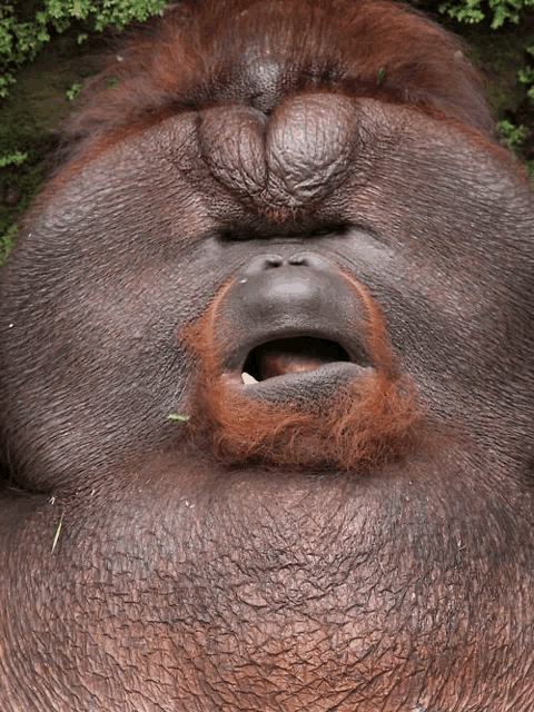 a close up of the face of an orangutan with its mouth open