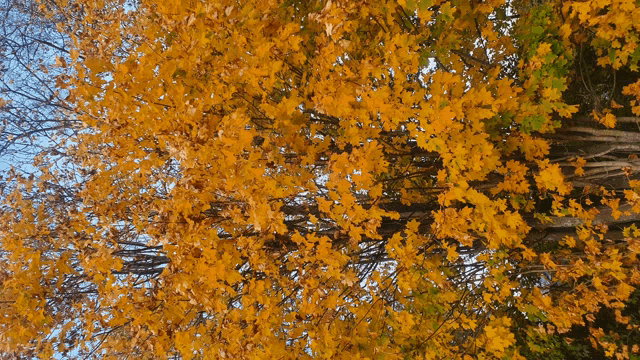 looking up at a tree with yellow leaves and green leaves