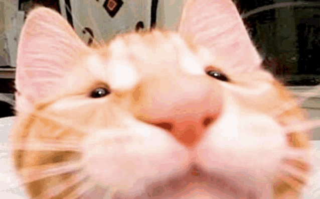 a close up of an orange and white cat 's face with a pink nose .