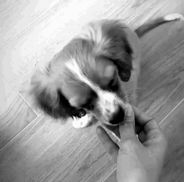 a person is feeding a brown and white puppy on a wooden floor