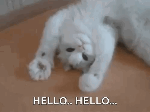 a white cat is laying on its back on a wooden floor and says hello .