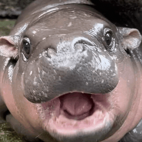 a baby hippopotamus is looking at the camera with its tongue hanging out .