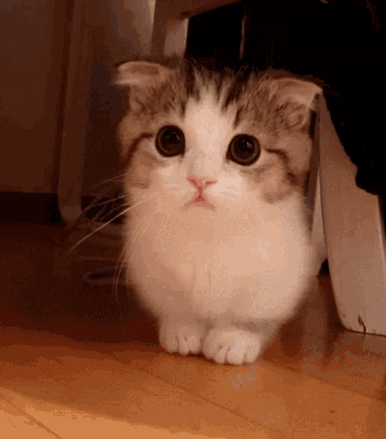 a brown and white cat is standing on its hind legs on a wooden floor and looking at the camera .