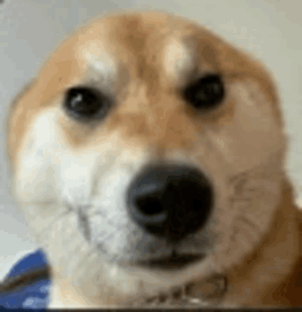 a close up of a shiba inu dog 's face with a serious look on its face .