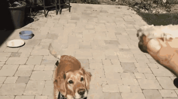 a dog wearing a bandana is standing on a patio .