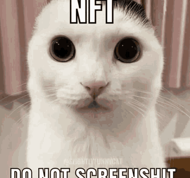 a cat with a mustache and the words nft do not screenshot