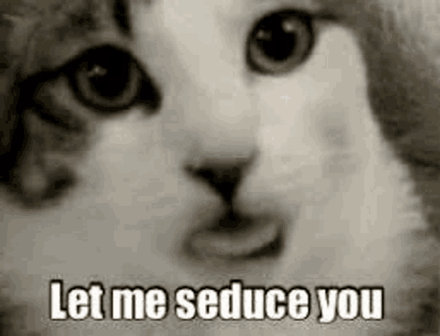 a cat is saying `` let me seduce you '' with its tongue out .