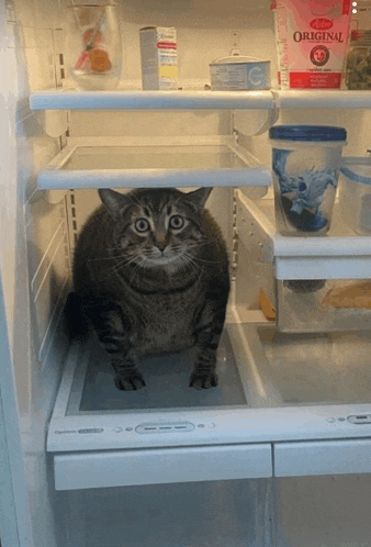 a cat standing in a refrigerator next to a carton of original