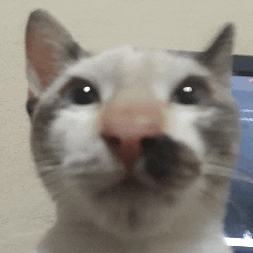 a close up of a cat 's face with a red nose