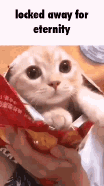 a cat is sitting inside of a bag of chips and looking at the camera .
