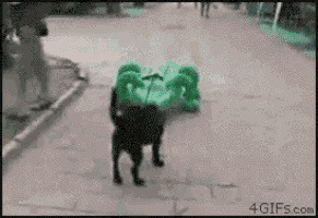 a dog with a green bag on its back is walking down a street .