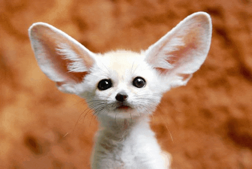 a close up of a white animal with big ears looking at the camera