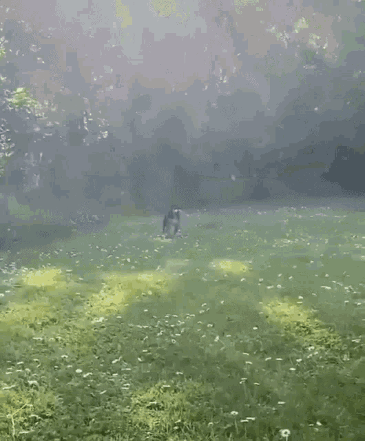a black and white dog is walking in a grassy field