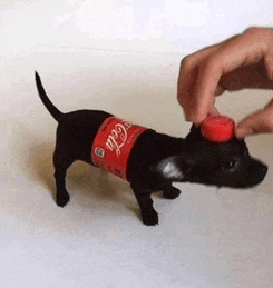 a small black dog wearing a coca cola bottle