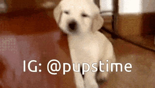 a picture of a puppy with the hashtag ig @pupstime