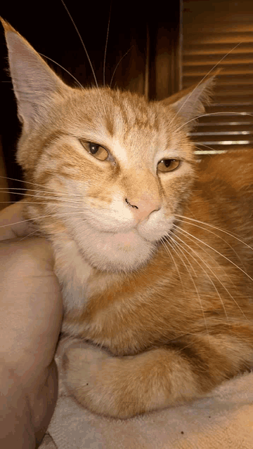 a close up of an orange and white cat laying on a white towel