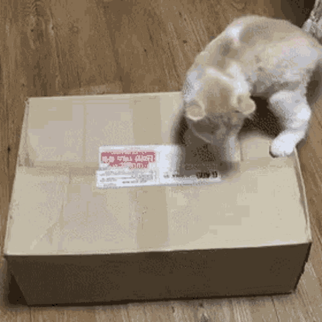 a cat is playing with a cardboard box with a sticker on it that says ' a ' on it .