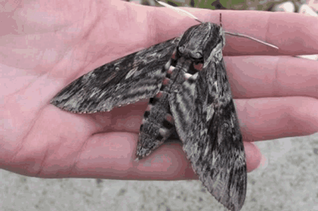 a person is holding a moth in their hand that looks like a leopard