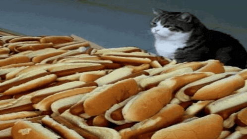 a cat is sitting on a pile of hot dogs
