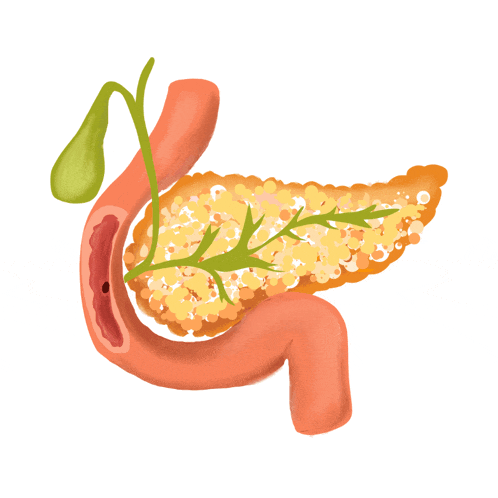 a drawing of a pancreas with a gallbladder attached to it