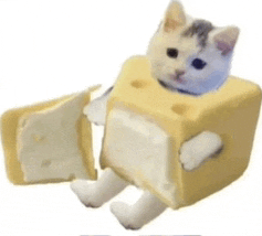 a cat is sitting in a piece of cheese .