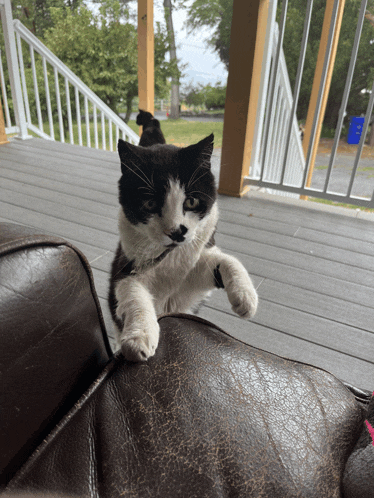 a black and white cat laying on a brown leather chair