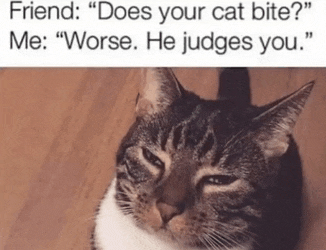 a cat with a caption that says " friend does your cat bite? me worse he judges you "