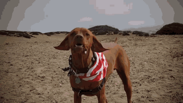 a brown dog wearing a red white and blue bandana and a tag that says ' chris ' on it