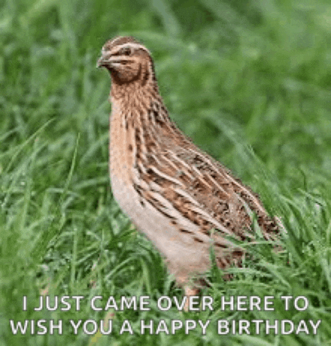 a quail is standing in the grass with a happy birthday message .