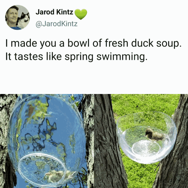 a tweet by jarod kintz shows a duck in a bowl of fresh duck soup