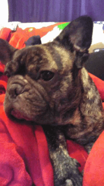 a dog laying on a red blanket with a purple curtain in the background
