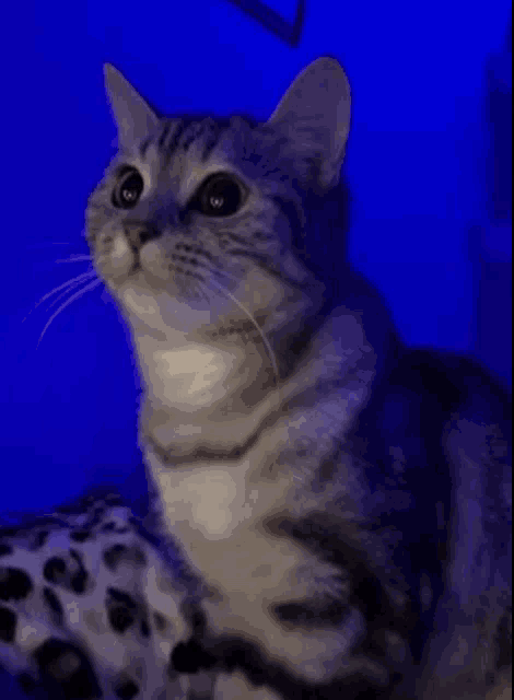 a cat is sitting in front of a blue background and looking up at the camera .