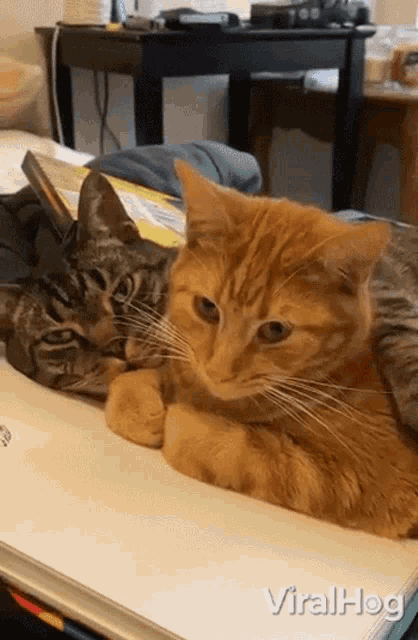 two cats laying on top of a book with viralhog written on the bottom left
