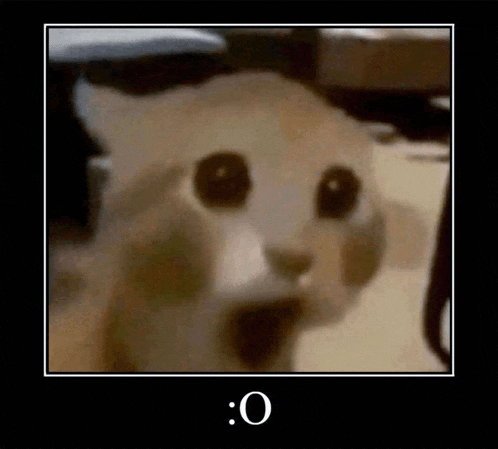 a picture of a cat with a caption that says o