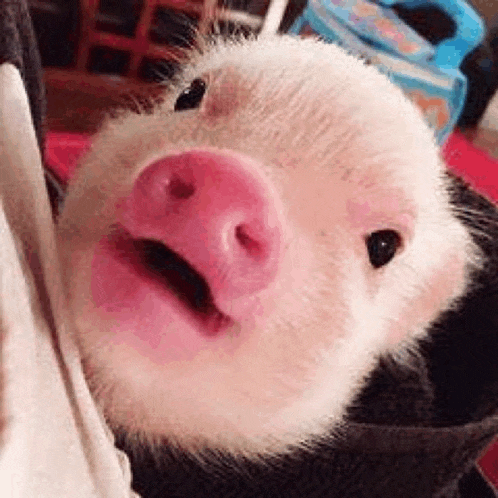 a close up of a pig with a pink nose looking at the camera .