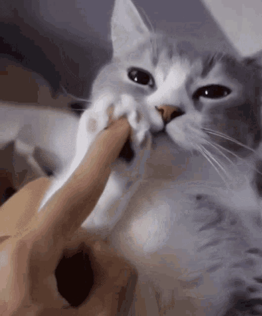 a person is petting a gray and white cat 's paw .