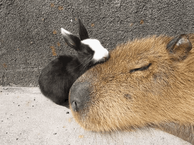 a small black and white rabbit is laying on top of a large brown animal