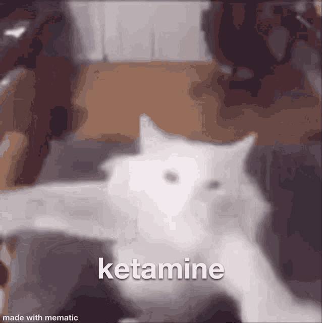 a white cat is sitting on a couch with the word ketamine written on the bottom .