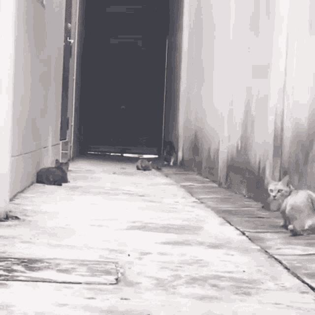 a group of cats are laying on the sidewalk in an alley