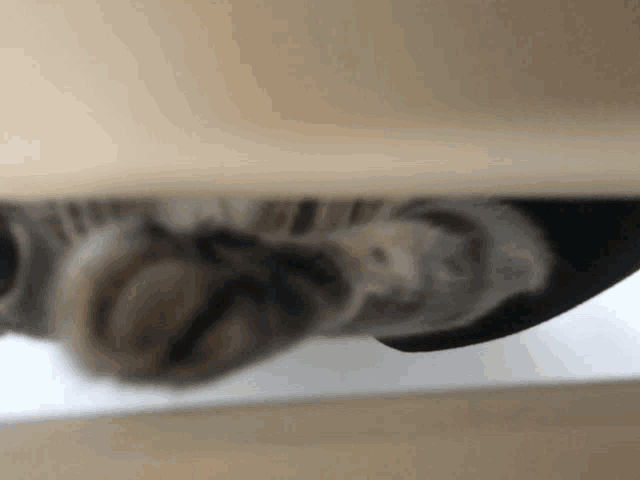 a blurred image of a cat 's paws laying on a table