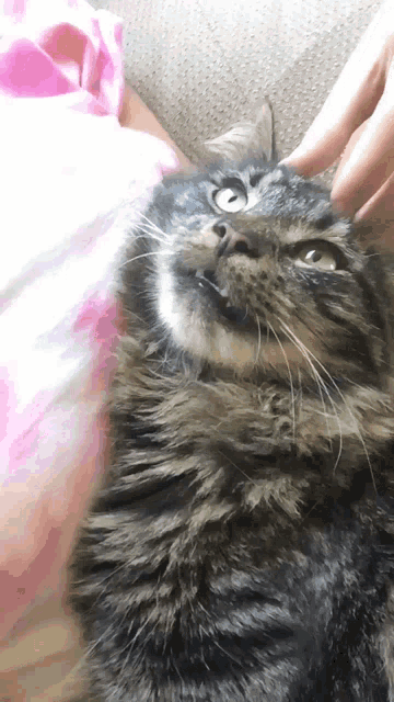 a close up of a cat laying on a couch
