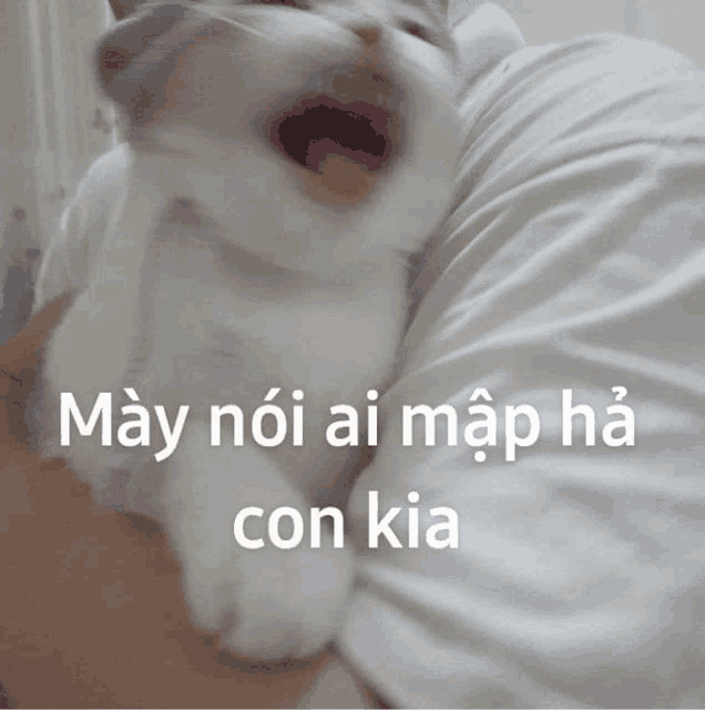 a white cat is being held in someone 's arms with the words may noi ai map ha con kia written on the bottom